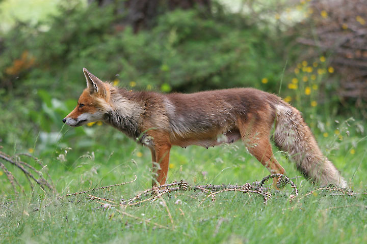 il Gran Paradiso e i suoi animali